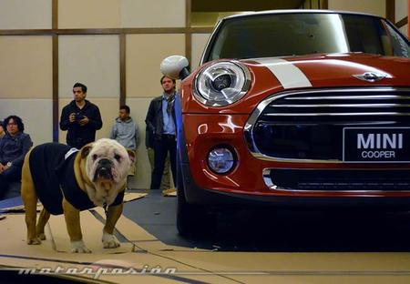 El nuevo MINI Cooper es presentado en México... con un perro