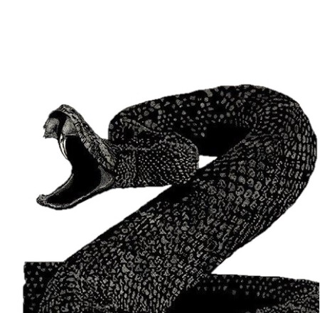 Serpiente De Cascabel