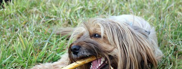 Nuevo curso obligatorio para propietarios de perros: todo lo que sabemos y todo lo que falta por aclarar 