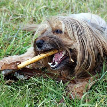 Nuevo curso obligatorio para propietarios de perros: todo lo que sabemos y todo lo que falta por aclarar 