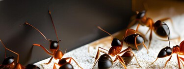 Los mejores trucos caseros para acabar con las hormigas en casa: son sencillos y naturales