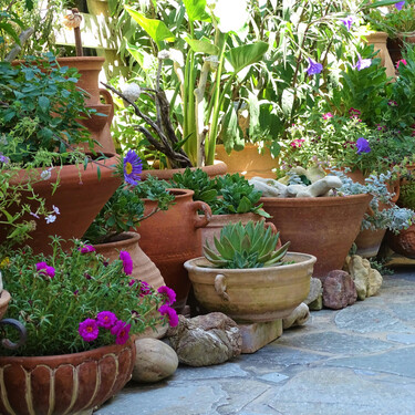 "Octubre exige cambios": el experto Ignacio Guío explica cómo y cuándo reubicar tus plantas para evitarles el estrés térmico