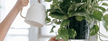 "Si las hojas de tus plantas tienen las puntas marrones y secas, no es problema de riego", Álvaro Pedrera, experto en plantas 