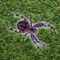 Una de las regiones menos exploradas del planeta escondía una araña que brilla como si fuera ciencia ficción