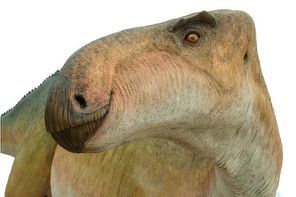 Un fémur y una tibia de dinosaurio aparecen en Burgos