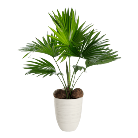 planta aldi