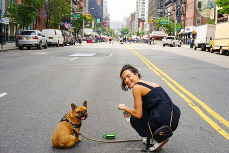 Bulldog Frances Frenchie 1