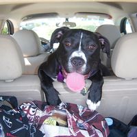 Pet friendly: viajes organizados para gente con perros