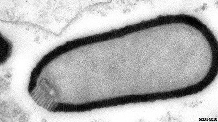 Un nuevo tipo de virus gigante ha sobrevivido más de 30.000 años congelado