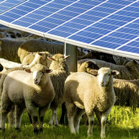 Australia quiso comparar 1,700 ovejas y descubrió algo sorprendente: las que cuidaron bajo paneles solares dieron mejor lana 