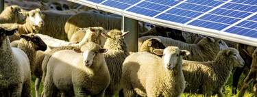 Australia quiso comparar 1,700 ovejas y descubrió algo sorprendente: las que cuidaron bajo paneles solares dieron mejor lana 