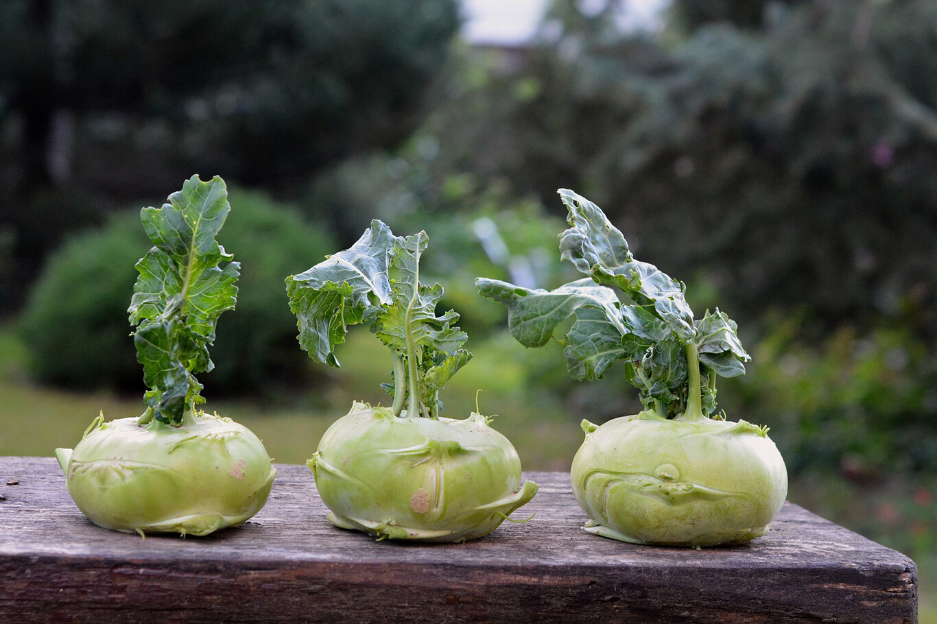 Colinabo, nabicol, colirrábano o kohlrabi: la crucífera mitad col ...