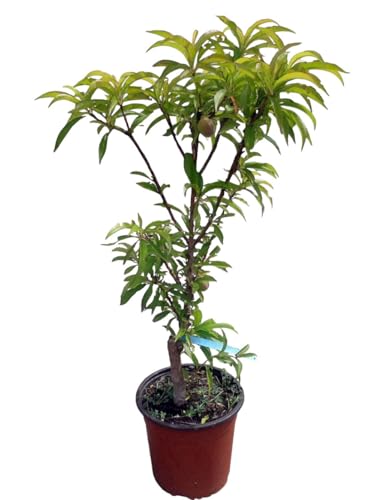 Planta natural Frutal Enano Melocotonero