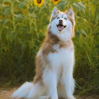 Cão da raça husky ataca urso para proteger menino de seis anos em quintal de casa — veja video 