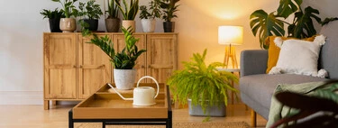 El viernes llega a Lidl la planta que promete limpiar el ambiente del hogar y costará menos de 7 euros El viernes llega a Lidl la planta que promete limpiar el ambiente del hogar y costará menos de 7 euros