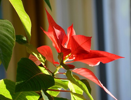 flor de pascua