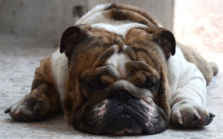 Soluciones En Perros Obesos
