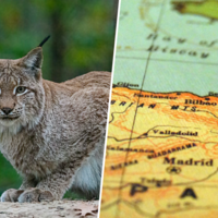 El lince ibérico está reconquistando España y eso es una buena noticia. El reto ahora es entender por qué