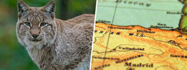 El lince ibérico está reconquistando España y eso es una buena noticia. El reto ahora es entender por qué