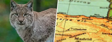 El lince ibérico está reconquistando España y eso es una buena noticia. El reto ahora es entender por qué
