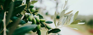 Olive Leaf Tea Sounds Like a Perfectly Healthy Drink. Scientists Aren’t So Sure 
