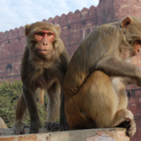 Un grupo de monos en Bali han entendido mejor que nadie cómo funciona el mercado: tu móvil vale más que un mango