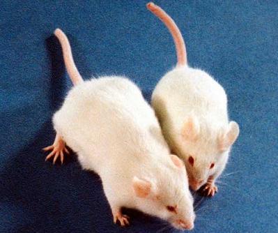 Peleas entre animales machos, las feromonas presentes en la orina son las responsables