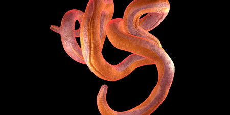 Nematoide | Fonte: Getty Images