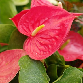 Lidl lanzará este lunes 27 de abril una bonita flor tropical de interior de cuidado fácil y muy decorativa 
