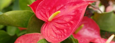 Hoy lunes 27 abril llega a Lidl una flor de interior tropical y de colores llamativos ideal como regalo del Día de la Madre