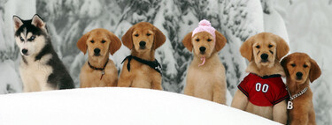 La terrible historia real detrás de 'Snow Buddies', la tierna película de Disney que causó la muerte de cinco cachorros de perro