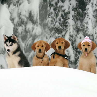 'Snow Buddies'