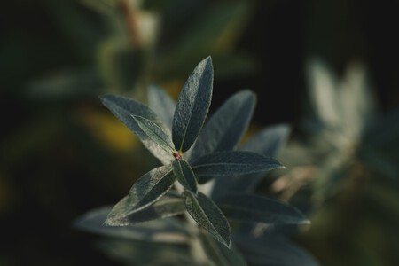 Pexels Lauripoldre 18547995