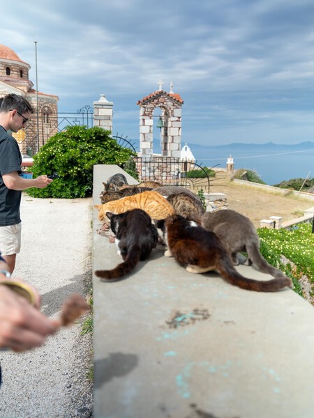 Gatos Cuidado Viajes Vivir Gratis Isla Grecia Voluntariado