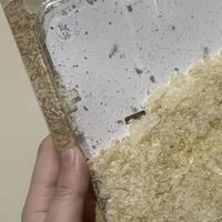 Un fan de Nintendo guarda una carcasa de su 3DS XL durante años y descubre que se ha convertido en polvo dentro de la caja