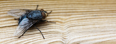 Di adiós a tener que comer con moscas revoloteando por la mesa: este es el invento que acaba con ellas sin insecticidas