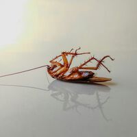 Cómo evitar las cucarachas en casa esta primavera: el remedio sin químicos que no llega a los 40 euros  