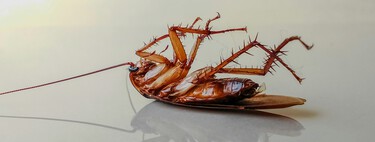 Esta primavera, no temas a las cucarachas: este repelente es eficaz, no usa veneno y además sirve también para otras plagas  