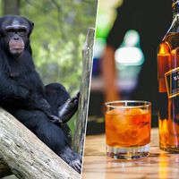 La hipótesis del "mono borracho" se confirma: los chimpancés salvajes beben el equivalente a casi dos copas de alcohol al día