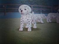 Nintendogs Dalmation, otro más para la colección