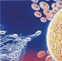 Alimentación y espermatozoides