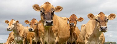 Los ganaderos de Nepal están hartos de sus vacas, así que están intentando cruzarlas con animales traídos de la otra punta del mundo