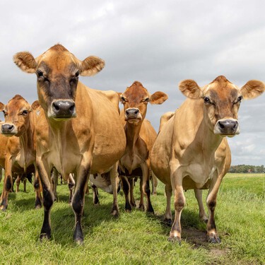 Los ganaderos de Nepal están hartos de sus vacas, así que están intentando cruzarlas con animales traídos de la otra punta del mundo