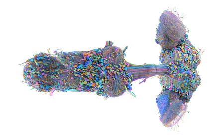 Male Fruit Fly Above Width 2000 Format Webp