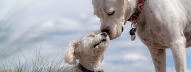 ¿Tienes un botiquín en casa? Pues si vives con perros deberías tener uno para ellos 