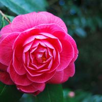 La ruta de la camelia por Galicia