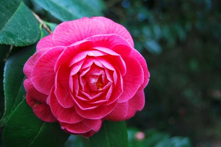 La ruta de la camelia por Galicia