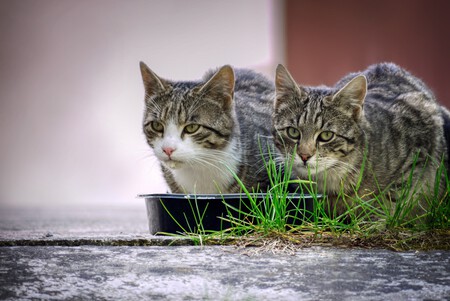 Alimentacion Basica Gatos