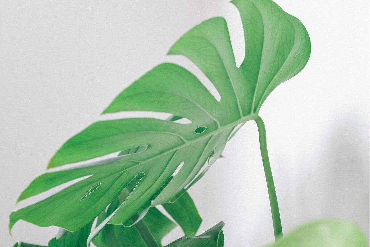 monstera plants for sale Large Artificial Potted Monstera Tropical Leaf Plant main image 1