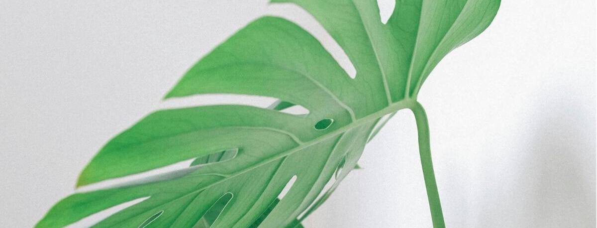 monstera thai constellation steckling kaufen MONSTERA THAI CONSTELLATION online kaufen bei potflourri